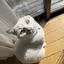 心愛のプロフィール画像