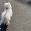 popoのプロフィール画像