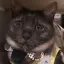 ふうかのプロフィール画像