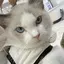 えいのプロフィール画像
