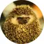Piccoのプロフィール画像