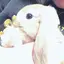 プミのプロフィール画像