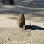 さるきちのプロフィール画像