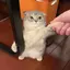 肥美ちゃんのプロフィール画像