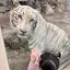 オリネママのプロフィール画像