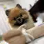 みーしゃのプロフィール画像