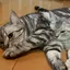 あかりのプロフィール画像