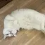 ぬまちのプロフィール画像