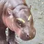 iyuaのプロフィール画像