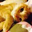 月夜のプロフィール画像
