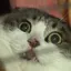 しのプロフィール画像