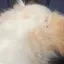 さためのプロフィール画像