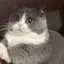 にゃんこのプロフィール画像