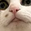 ここちゃんのプロフィール画像