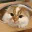 riinaのプロフィール画像