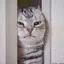 mioshiのプロフィール画像