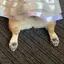 てるてるのプロフィール画像