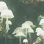 めめのプロフィール画像