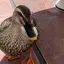 ちゃんちなのプロフィール画像