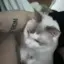 にゃんこのプロフィール画像