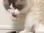 猫出身のプロフィール画像
