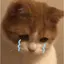 せんのプロフィール画像