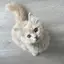 さきのプロフィール画像