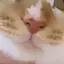 ここたんのプロフィール画像