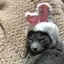 グレーのプロフィール画像