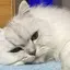 senaのプロフィール画像