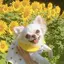 ひまわりのプロフィール画像