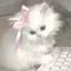 せなのプロフィール画像