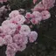あいのプロフィール画像