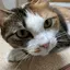みけねこのプロフィール画像
