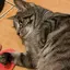 あつきよのプロフィール画像