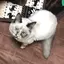 日野ぐぽのプロフィール画像