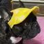 chi-boのプロフィール画像