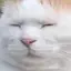 ほくろねこのプロフィール画像