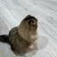 ごまのプロフィール画像