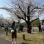 さくらのプロフィール画像