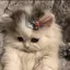 わかばのプロフィール画像