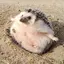 Ｋのプロフィール画像