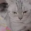 マユのプロフィール画像