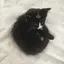 シナモンのプロフィール画像