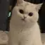 あみのプロフィール画像
