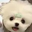 こなのプロフィール画像