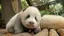 ぶぶちゃんのプロフィール画像