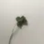 ひよのプロフィール画像