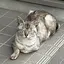ちょこのプロフィール画像