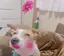 seinachanのプロフィール画像